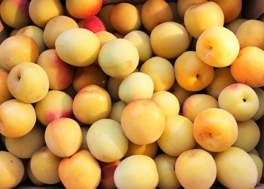 Алыча Сибирская