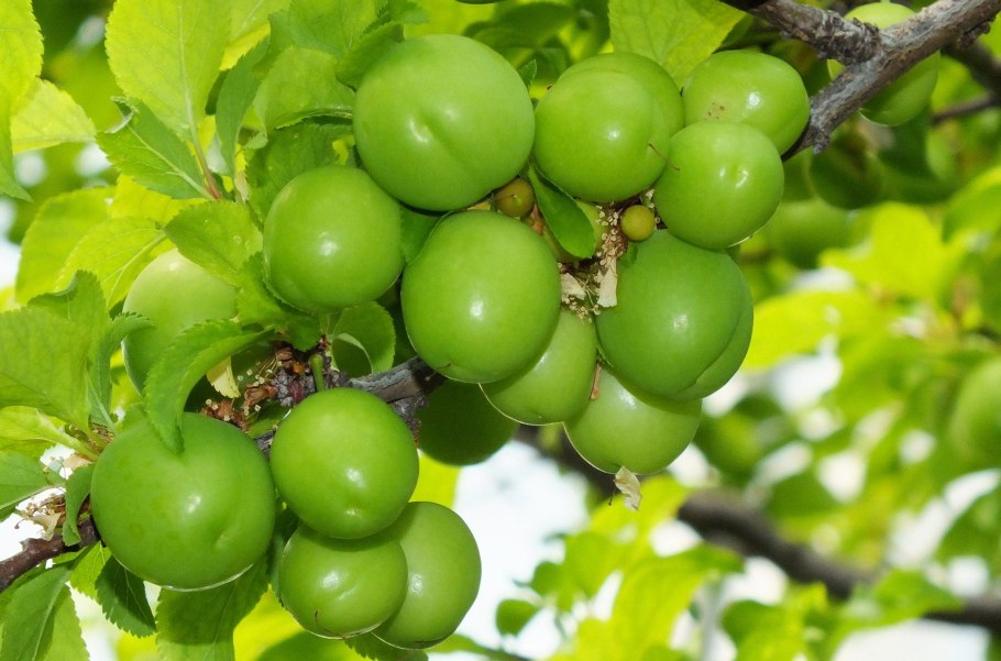 Слива алыча зеленая