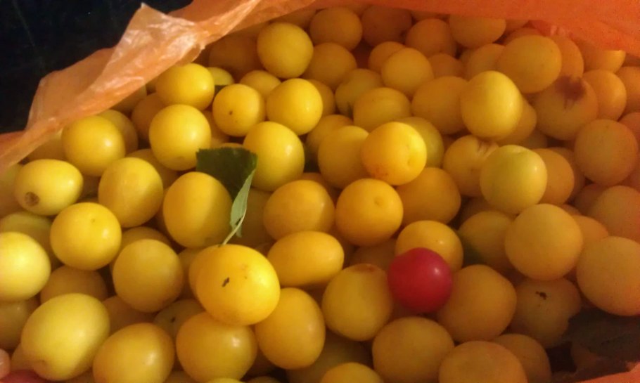 Алыча зеленая