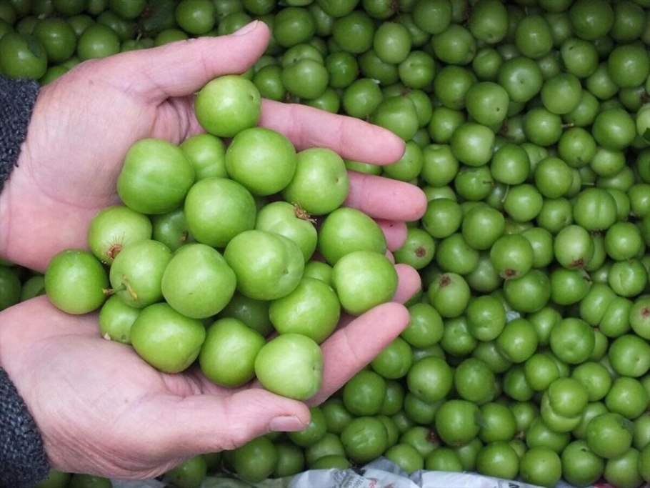 Зеленый алыча Азербайджане