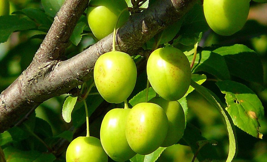 Алыча фрукт на белом фоне