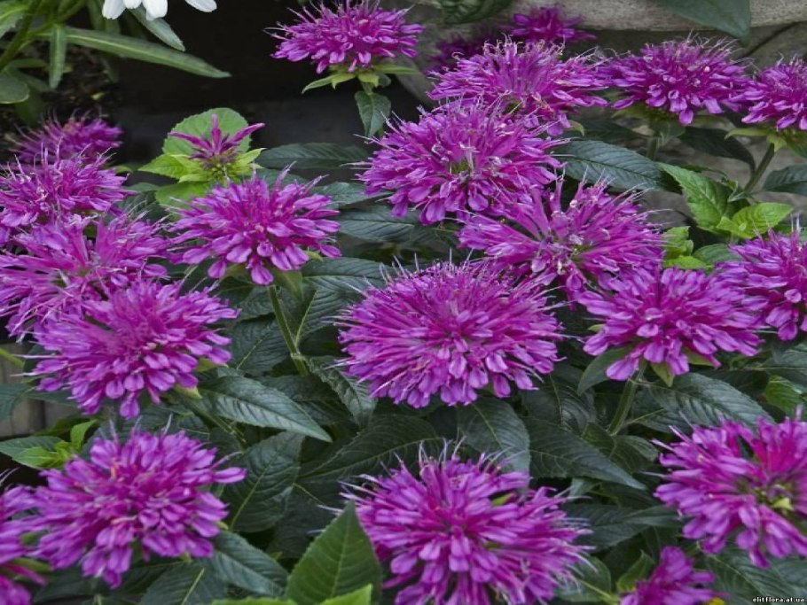 Цветок многолетний Германика