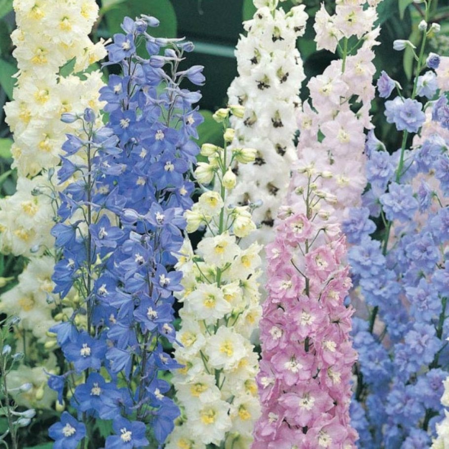 Дельфиниум желтый