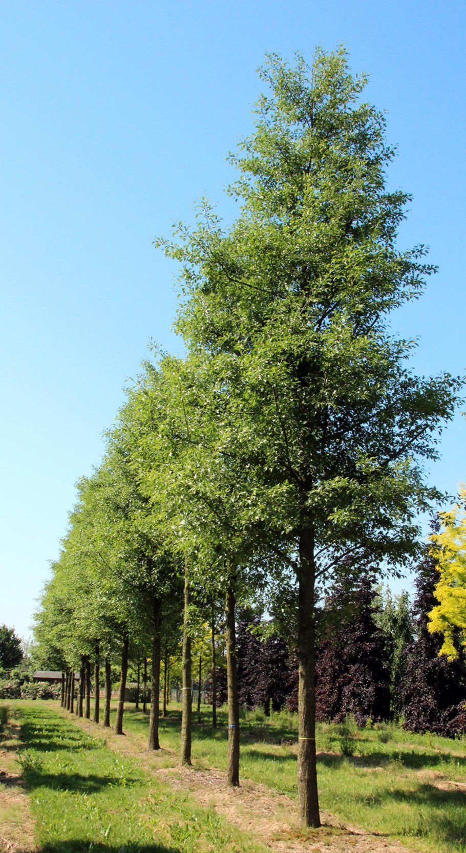 Ольха Лациниата