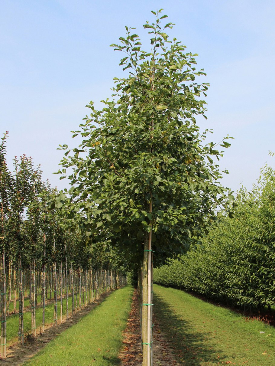 Alnus glutinosa pyramidalis