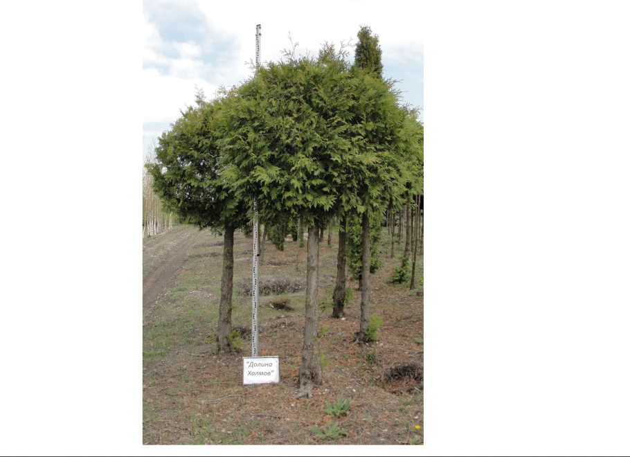 Ольха черная (Alnus glutinosa)