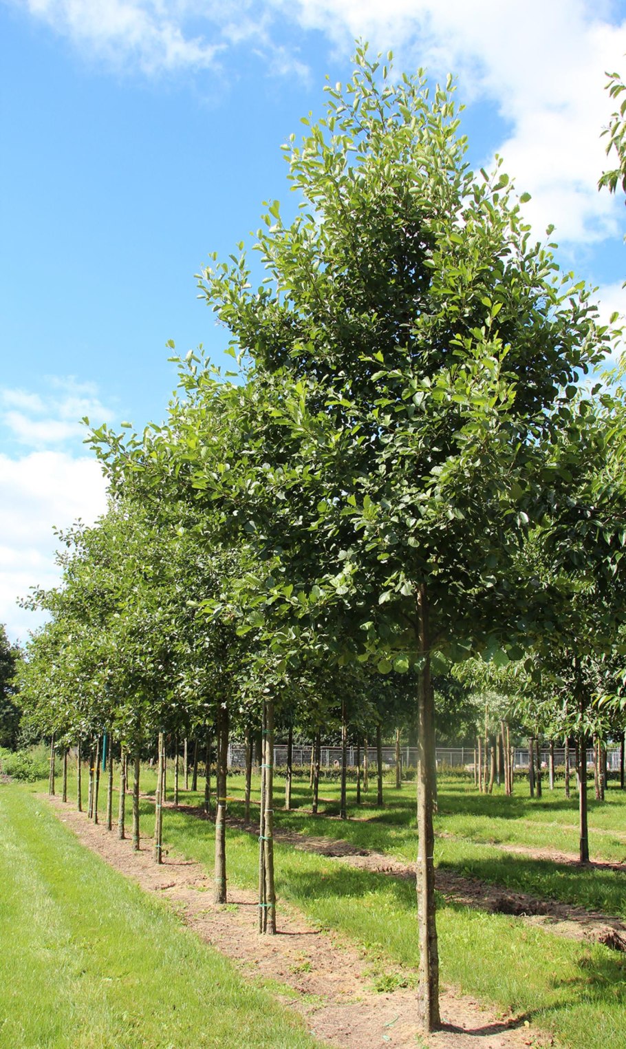 Ольха черная Лациниата