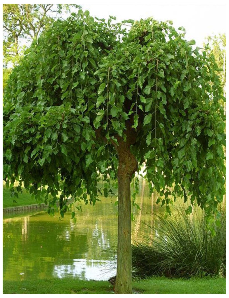 Ива ломкая самострижка