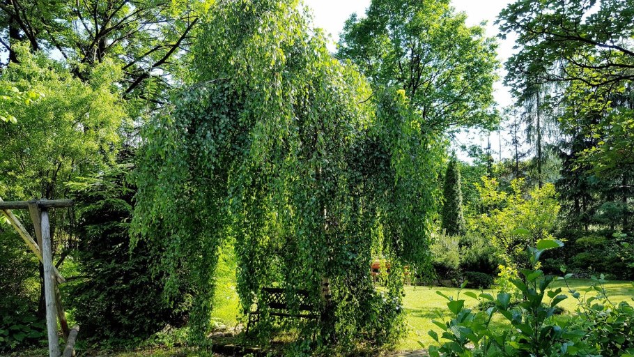 Ольха Лациниата