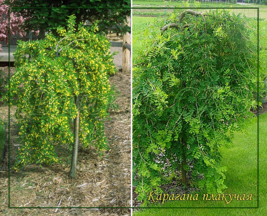 Alnus glutinosa 'Imperialis'