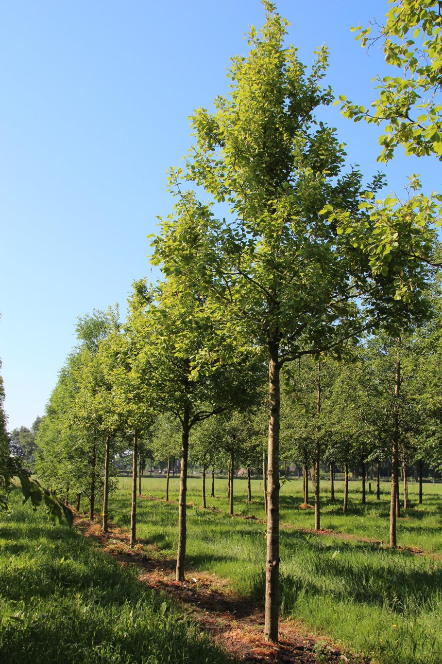 Ольха серая Alnus incana “Aurea”