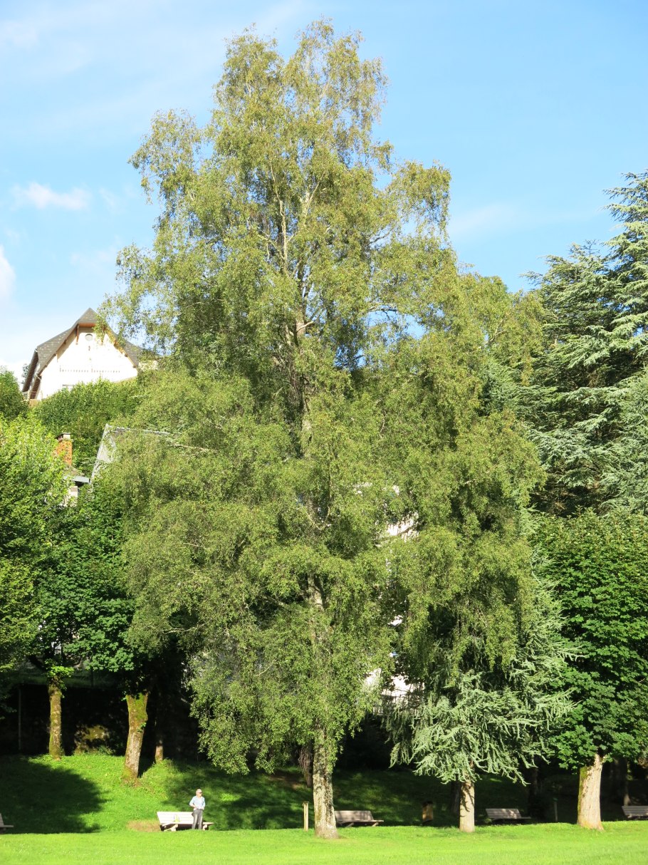 Карагана на штамбе