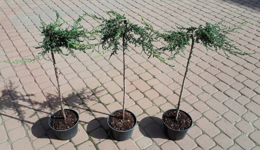 Береза повислая Юнги