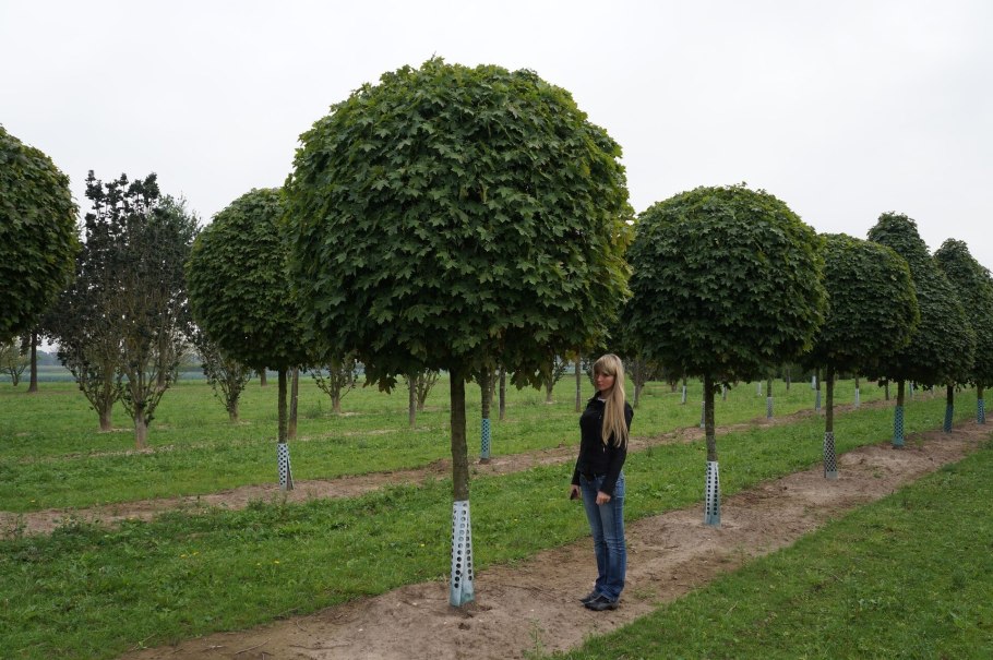 Alnus glutinosa осень