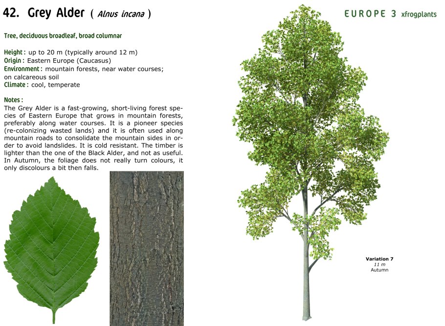 Alnus Spaethii