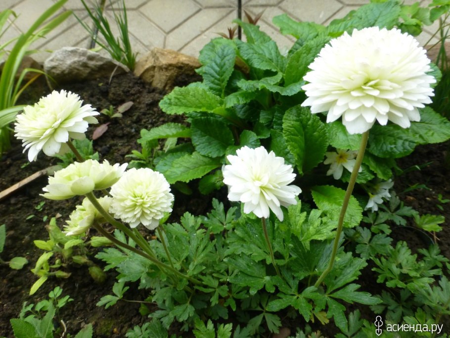 Анемона Лесная махровая