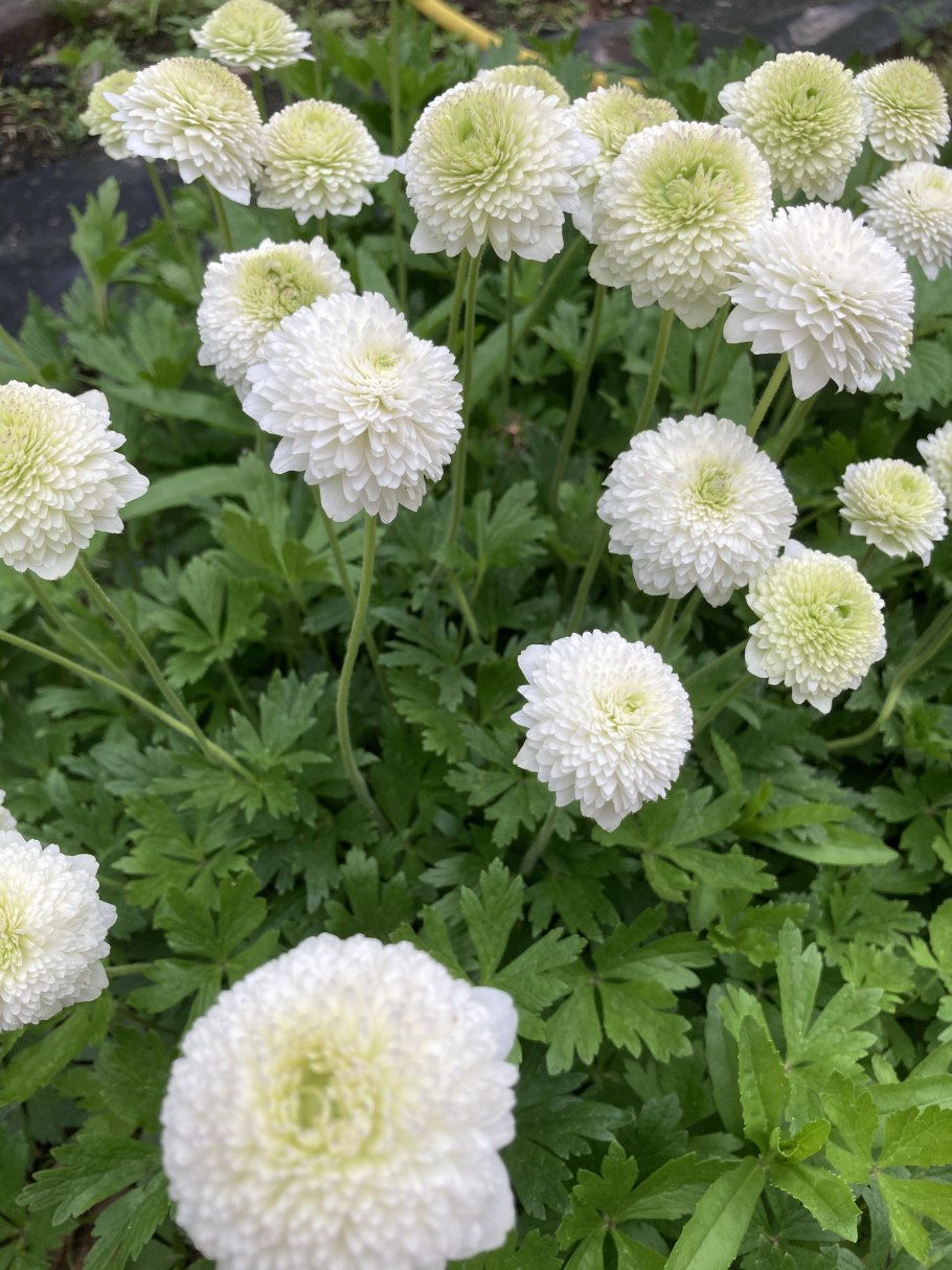 Анемона Адмирал