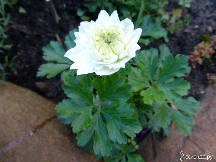 Анемона Лесная Anemone Sylvestris