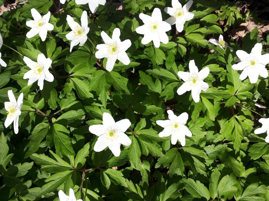 Анемона Дубравная махровая