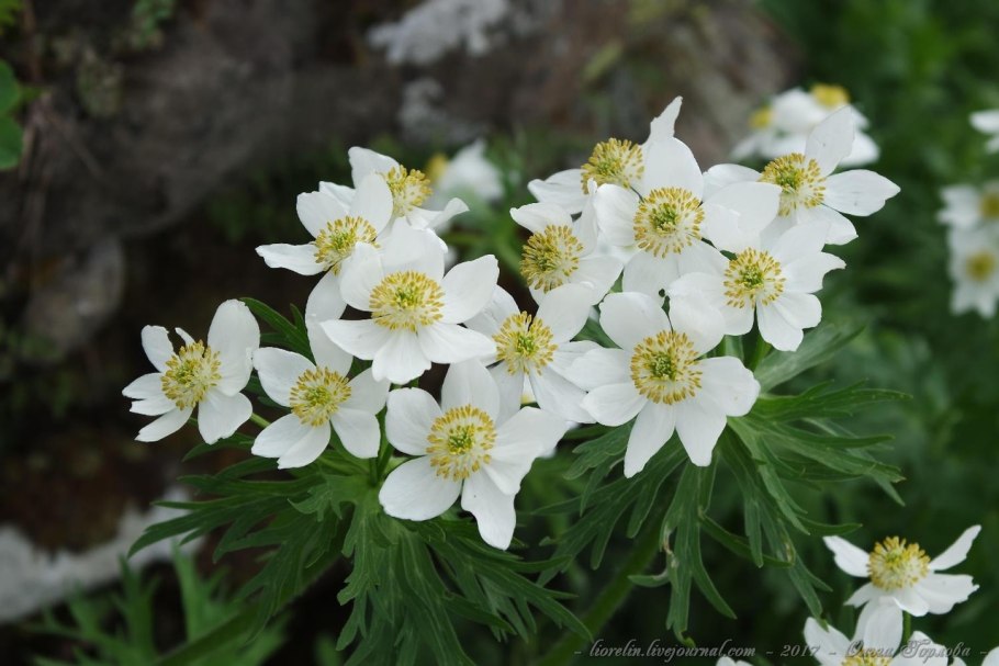 Анемона Лесная Anemone Sylvestris