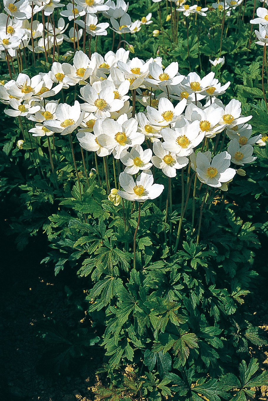 Анемона Пинк Делайт