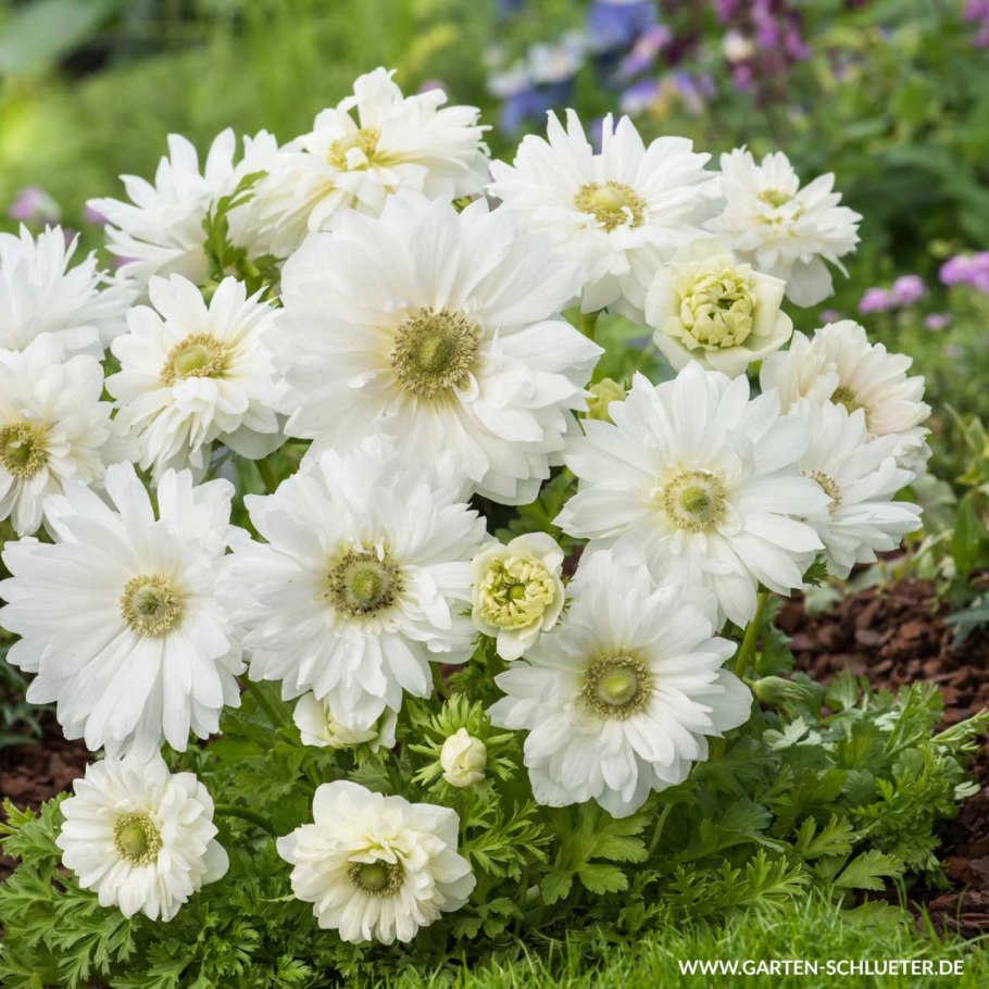 Анемона виноградолистная