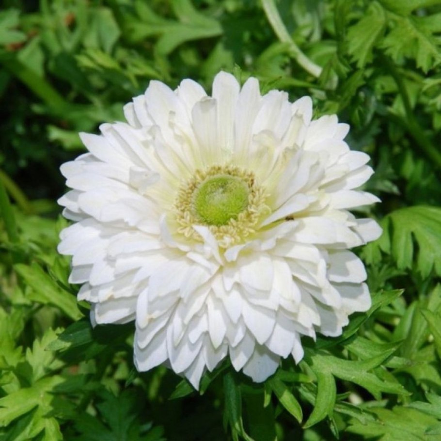 Анемона Лесная Anemone Sylvestris