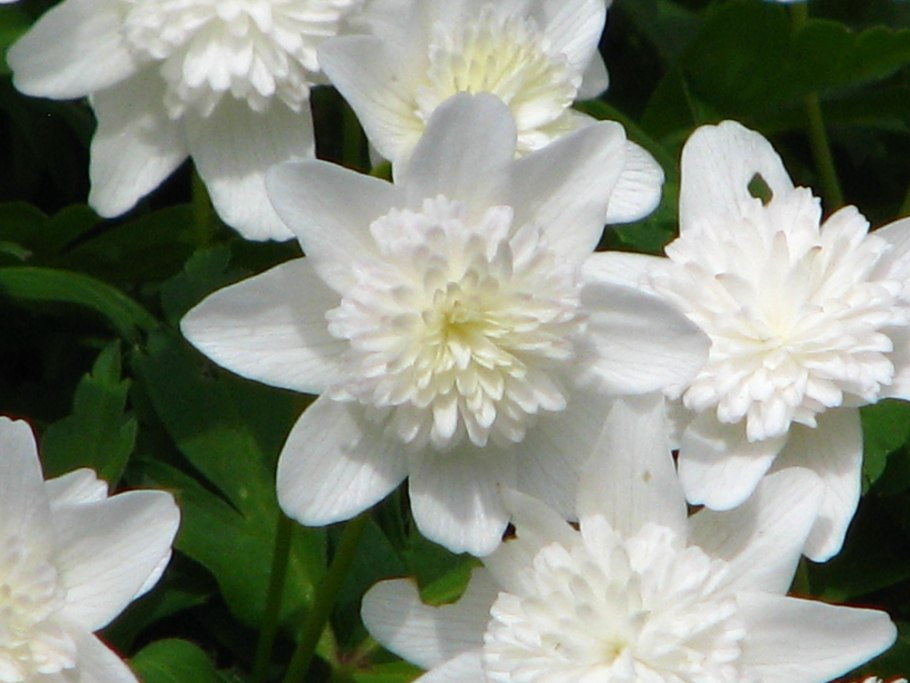 Анемона Дубравная Alba Plena