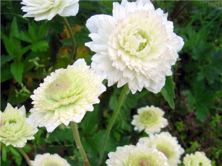 Анемона Лесная махровая