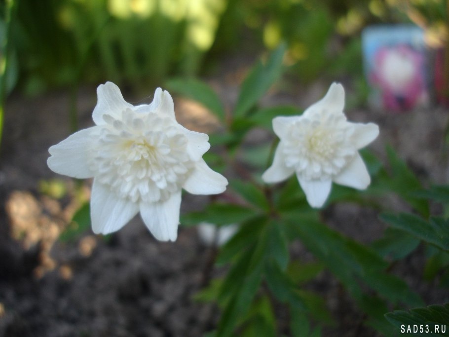 Анемон ветреница