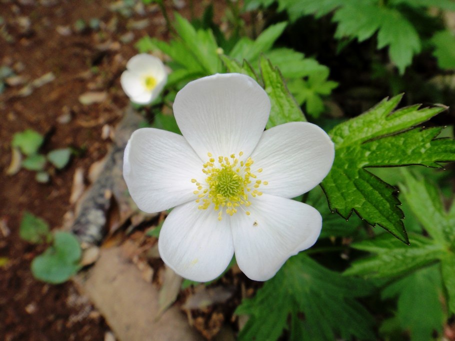 Ветреница Дубравная – Anemone nemorosa l.