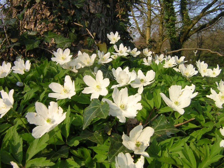 Анемона Дубравная