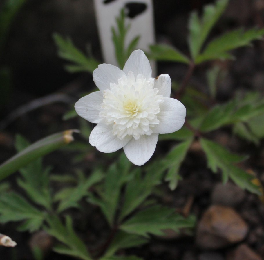 Анемона махровая Mount Everest