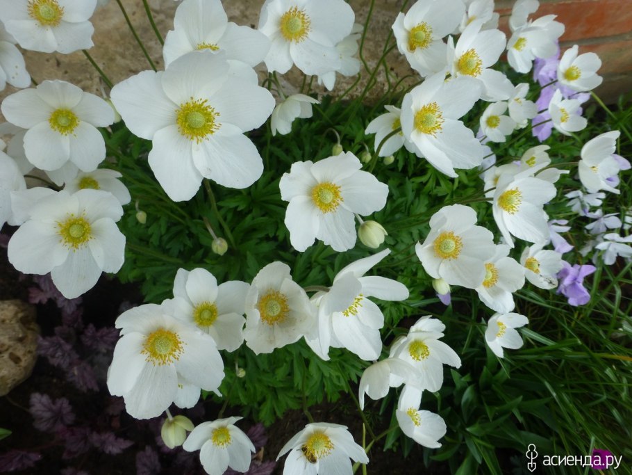 Ветреница нарциссоцветковая