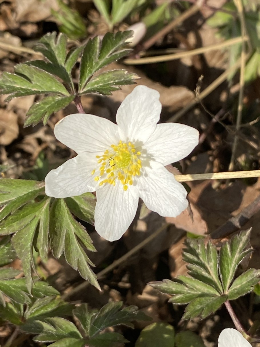 Многолетники ветреница Лесная