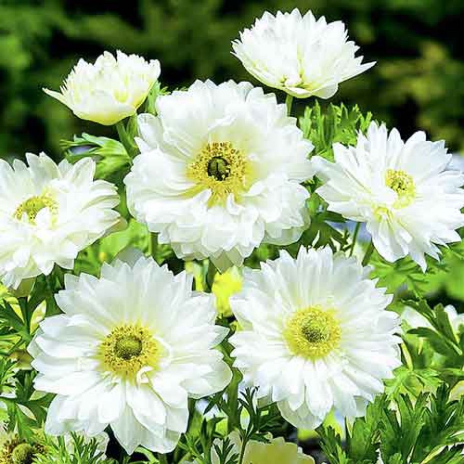 Анемона дланевидная