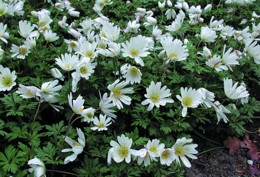 Anemone barbulata