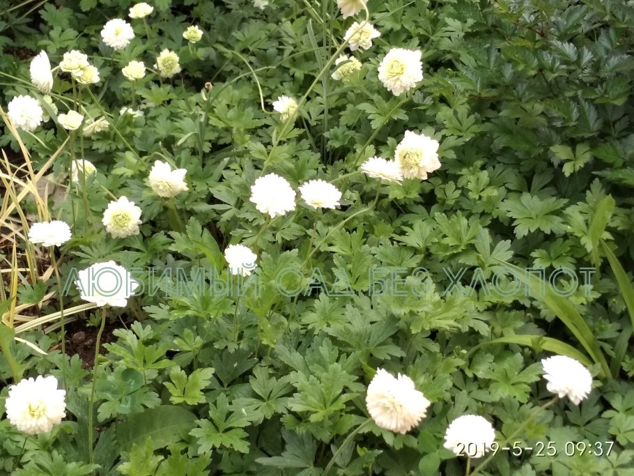 Ветреница Дубравная anemonoides nemorosa (l.) Holub