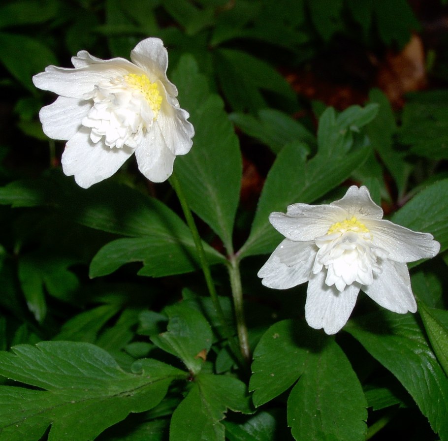 Анемона японская Вирлвинд