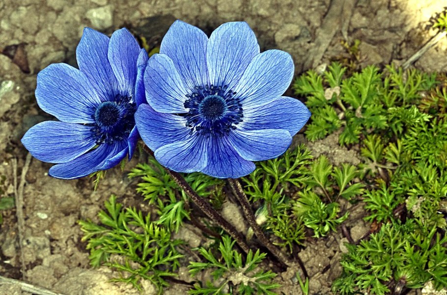 Анемон, ветреница (Anemone)