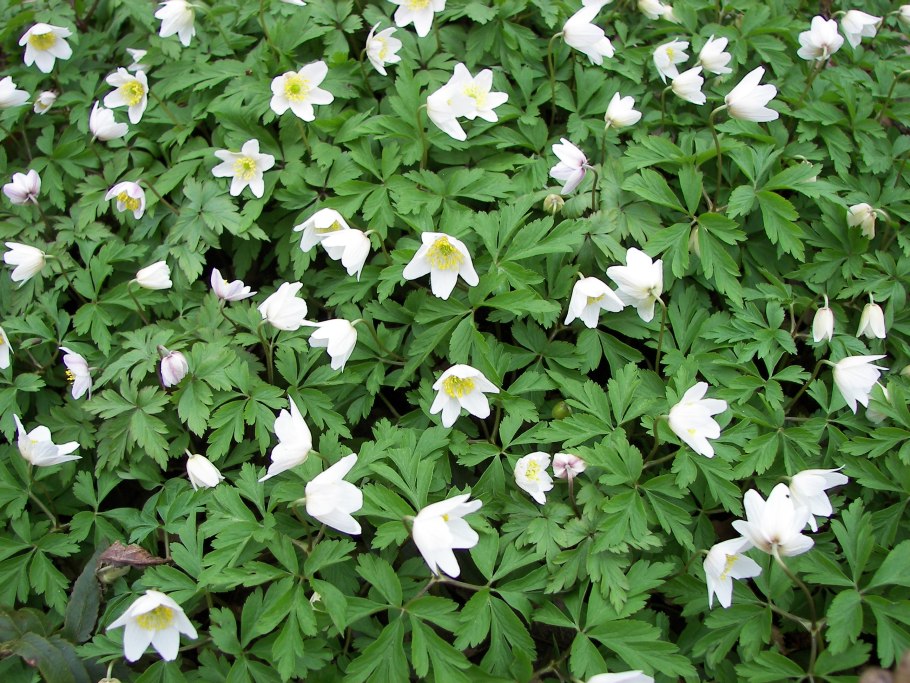 Анемона ветреница белая