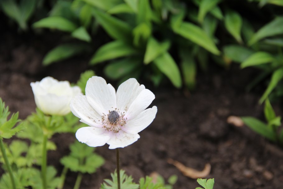 Анемона немороза Green Crow