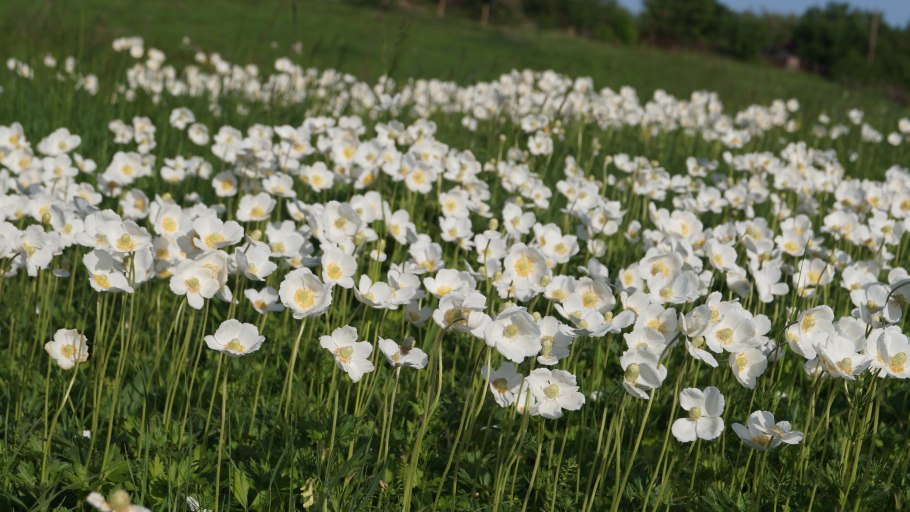 Анемона Блю Шейдс