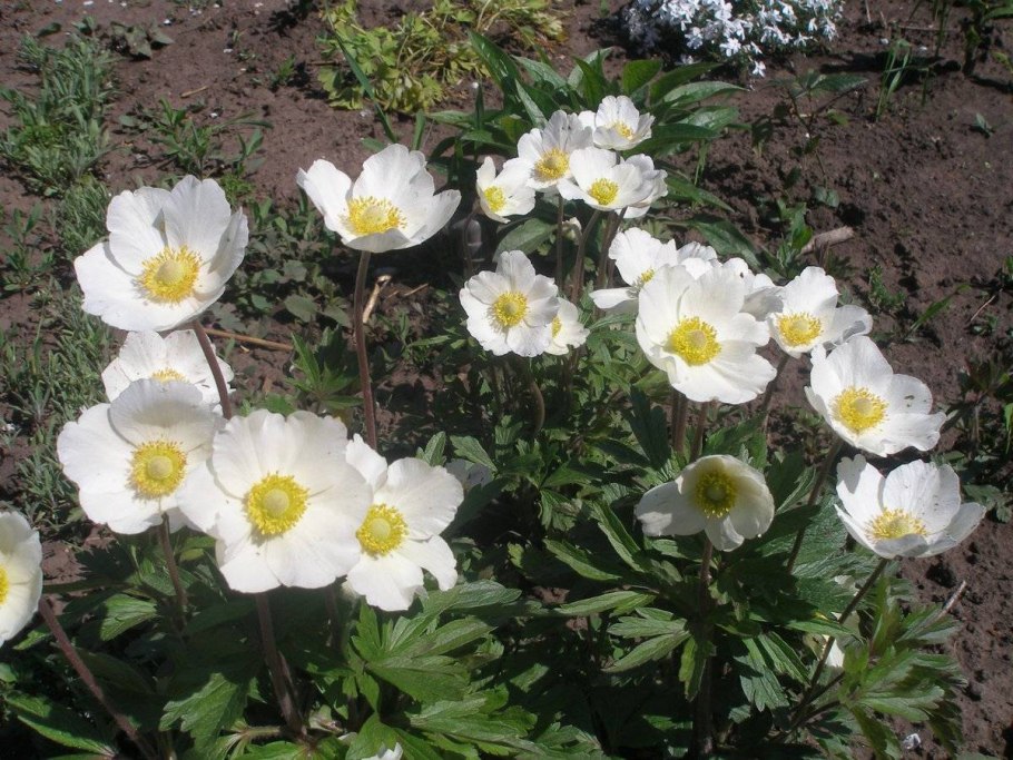 Анемона trullifolia