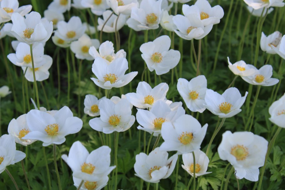 Анемона махровая Mount Everest