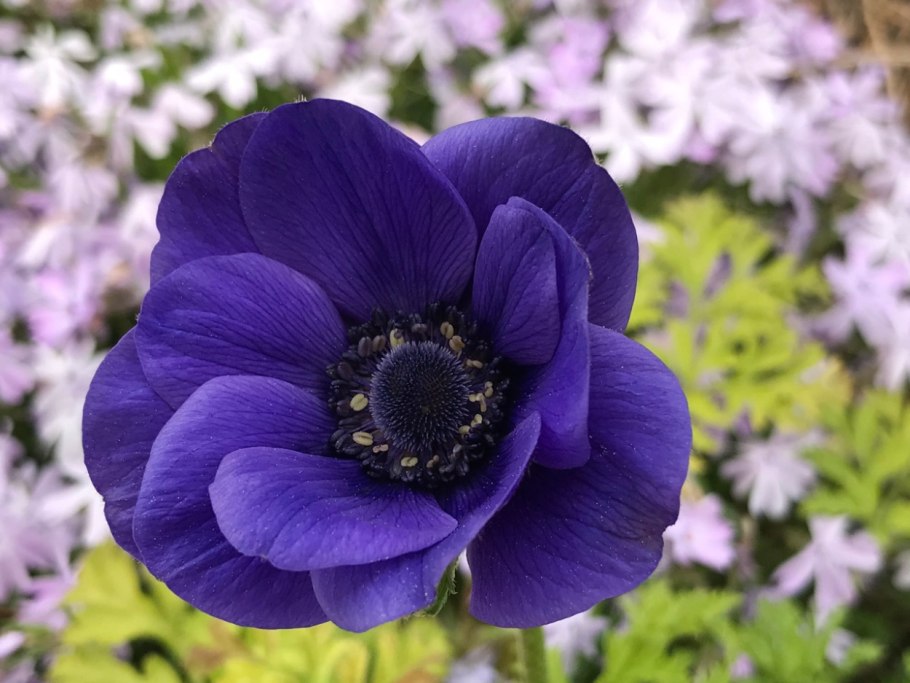 Анемона (Anemone) Wild Swan