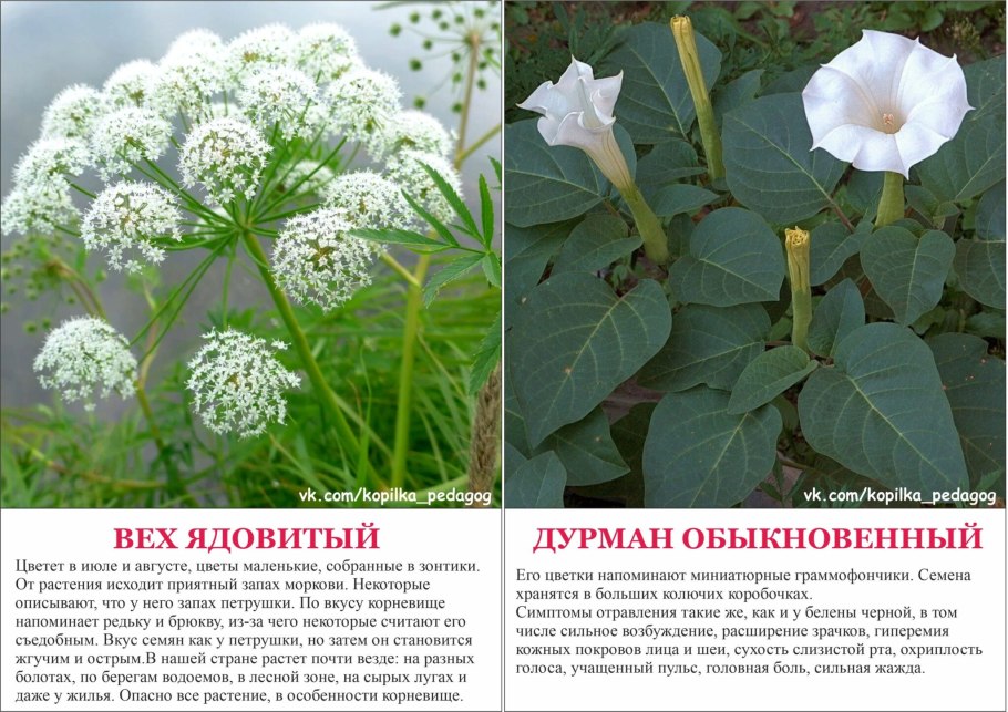 Опасные растения для собак