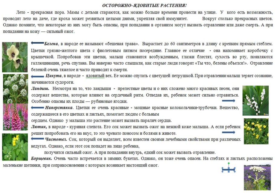 Самовыгул опасен для животных