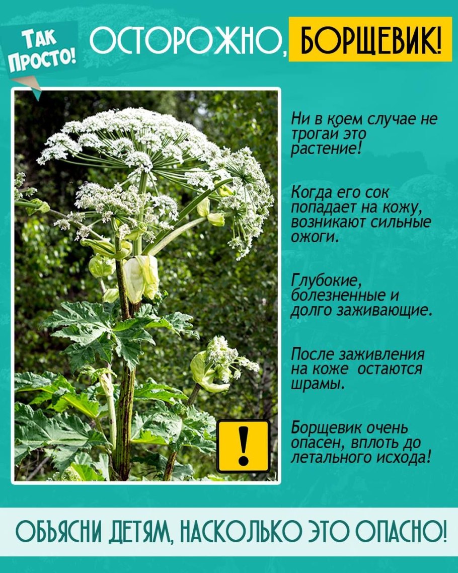 Клещевина обыкновенная (Ricinus commúnis)