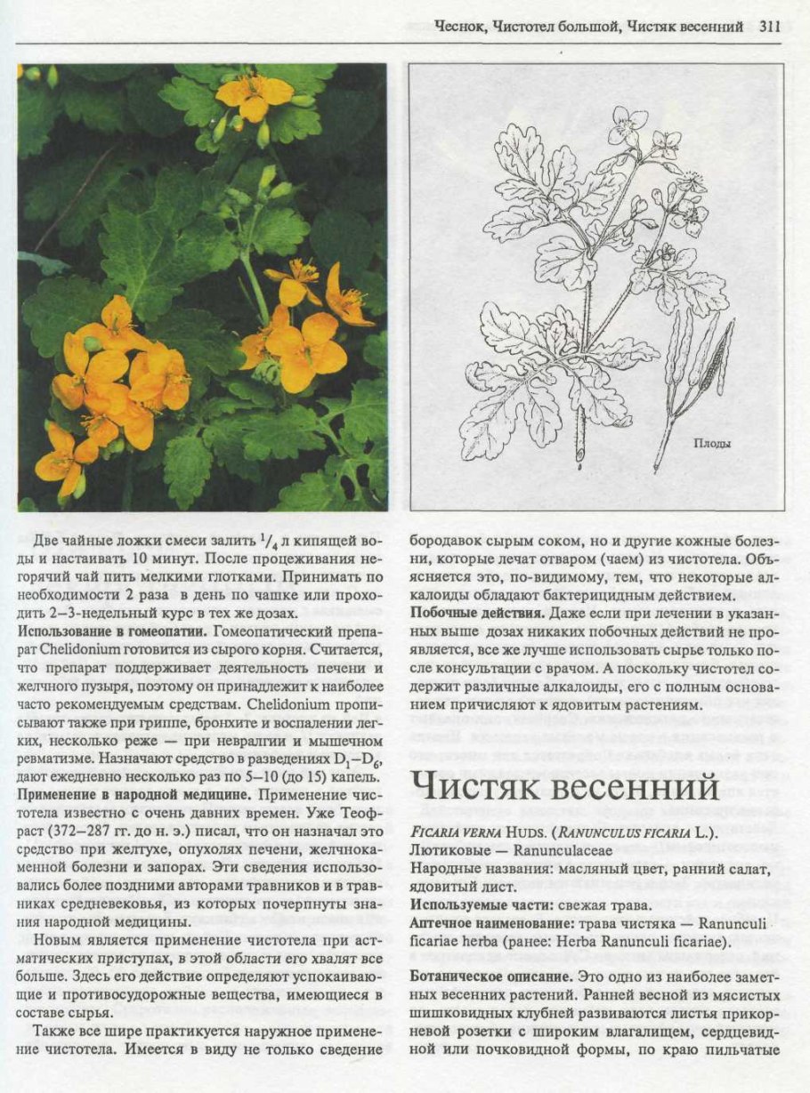 Ядовитые комнатные растения для кошек